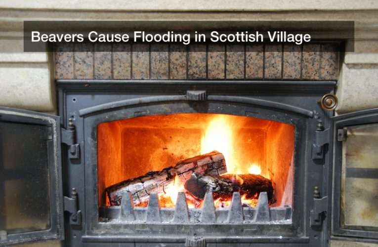 Beavers Cause Flooding in Scottish Village